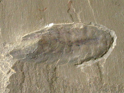 アラルコメナエウスの化石の写真