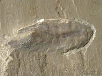 節足動物の化石の写真