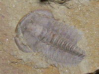 カンブリア紀の三葉虫の化石