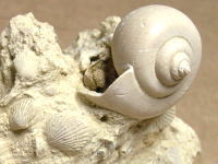 貝類の化石