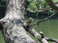 松の木とスズメの写真