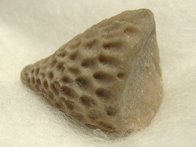 床板サンゴの化石の写真