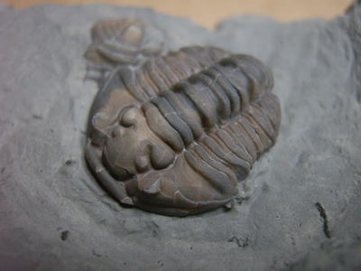 三葉虫（フレキシカリメネ）の化石の写真