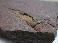 エオクリノイドの化石の写真