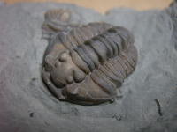 三葉虫の化石の写真