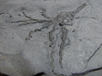 ゴギアの化石の写真