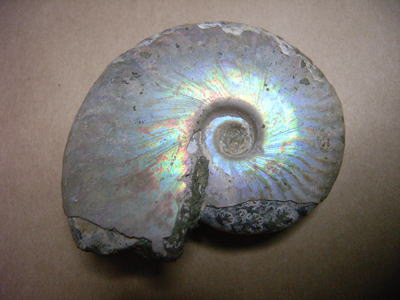 アンモナイト（クレオニセラス）の化石の写真