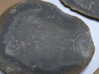 クラゲ類と思われる動物の化石の写真