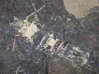 エビの化石