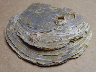 フジツボの化石の写真