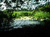 北海道の湿原の写真