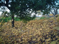 秋の木々の写真