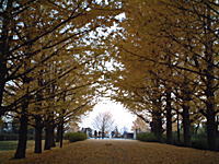 秋の並木道の写真