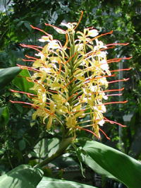 熱帯の花の写真