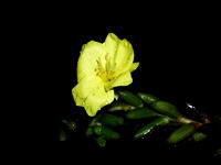 黄色い小さな花の写真